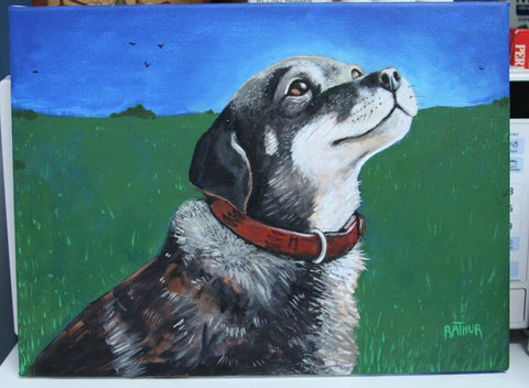 Pet Portraits